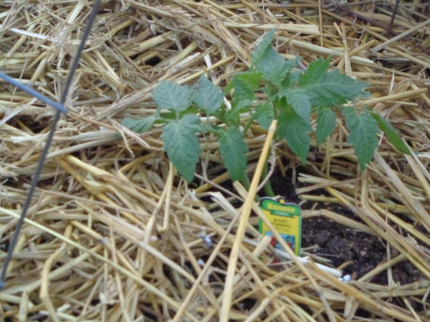 "Juliet" grape tomato - planted on April 6th.  It has DOUBLED in size in this week.  I'll try to take a picture today.....